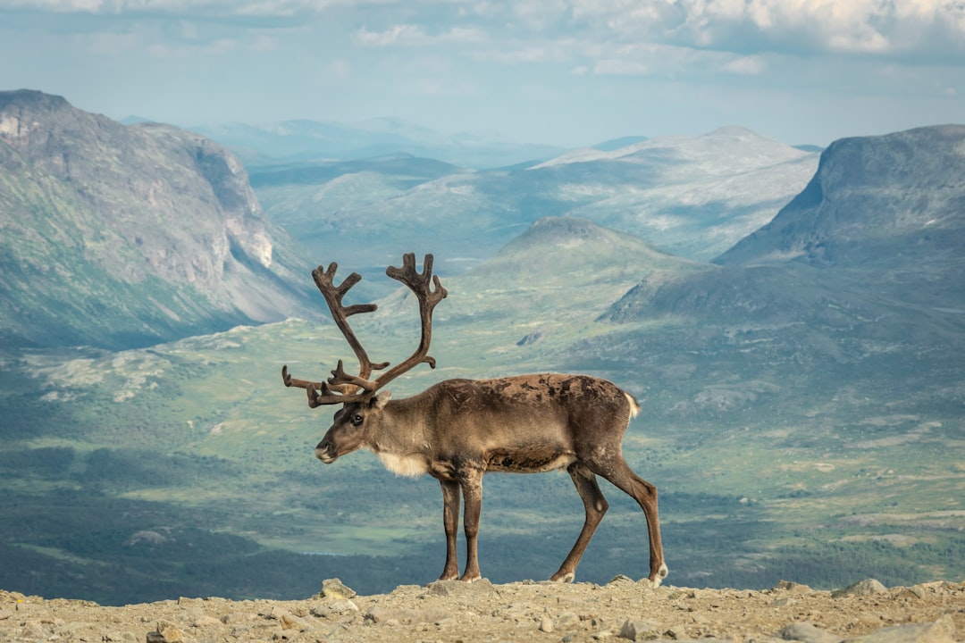 Oppdag Det Mangfoldige Dyrelivet i Norge